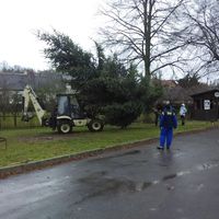 zdobení vánočního stromku 29.11.2015