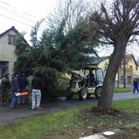 zdobení vánočního stromku 29.11.2015