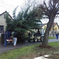 zdobení vánočního stromku 29.11.2015
