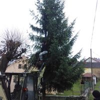 zdobení vánočního stromku 29.11.2015